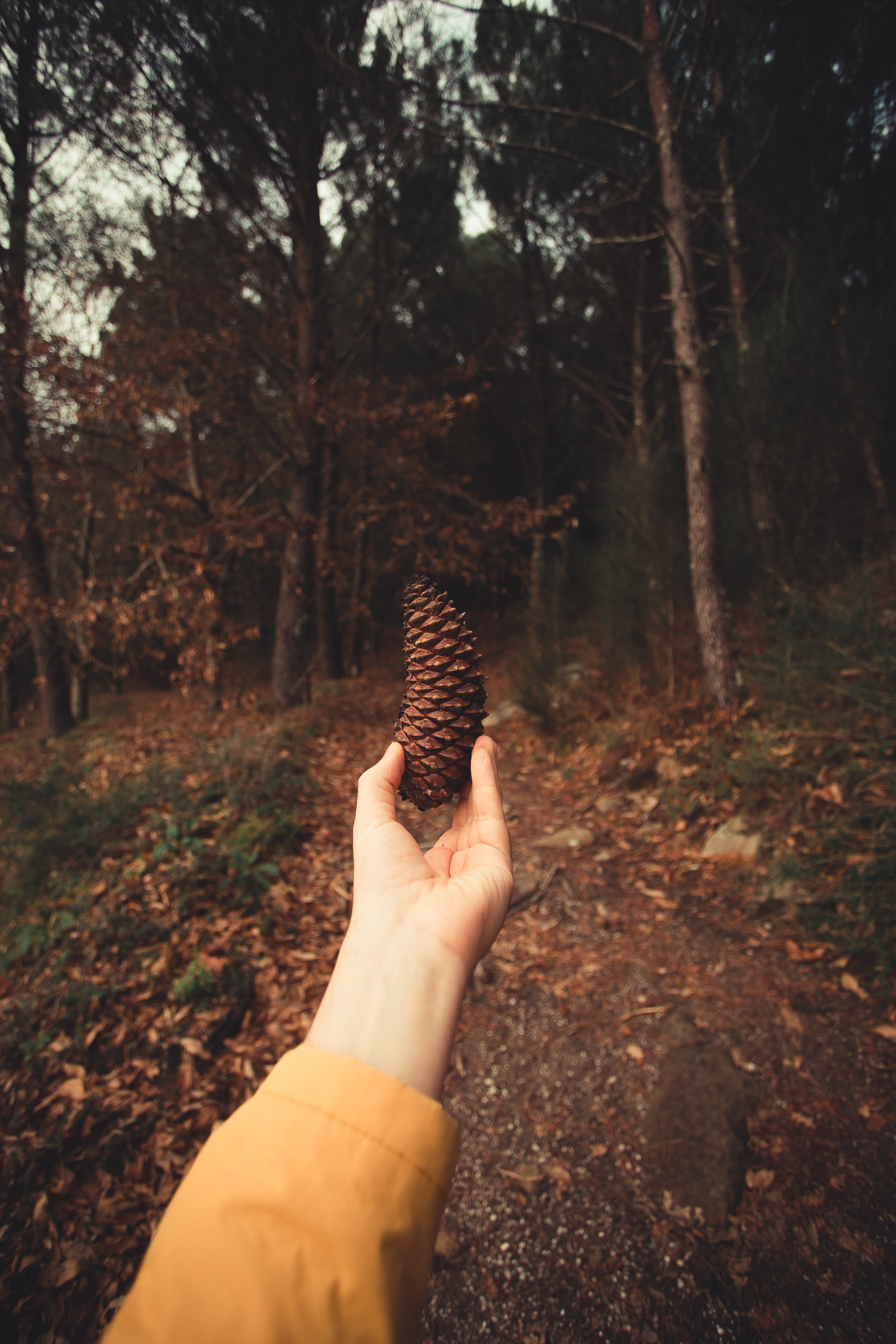 files/hand-holding-a-pinecone-in-the-forest.jpg